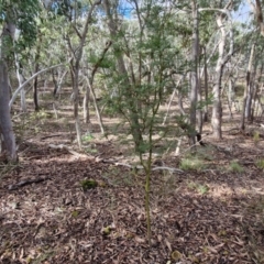 Acacia decurrens at Kingsdale, NSW - 17 Aug 2024 11:08 AM