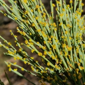 Exocarpos strictus at Kingsdale, NSW - 17 Aug 2024