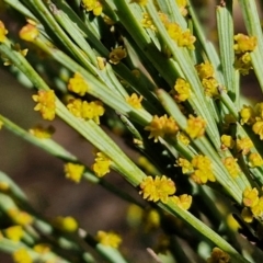 Exocarpos strictus at Kingsdale, NSW - 17 Aug 2024