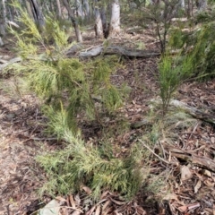 Exocarpos strictus at Kingsdale, NSW - 17 Aug 2024