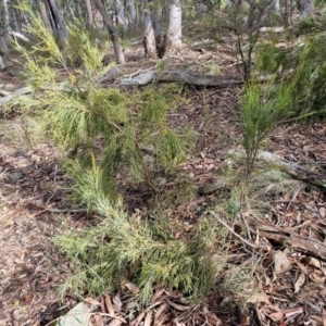 Exocarpos strictus at Kingsdale, NSW - 17 Aug 2024