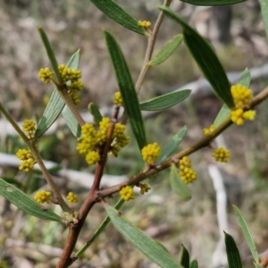 Acacia lanigera var. lanigera at Kingsdale, NSW - 17 Aug 2024