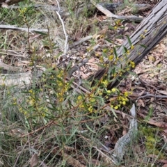 Acacia lanigera var. lanigera at Kingsdale, NSW - 17 Aug 2024