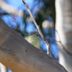 Psephotus haematonotus at Throsby, ACT - 7 Aug 2024