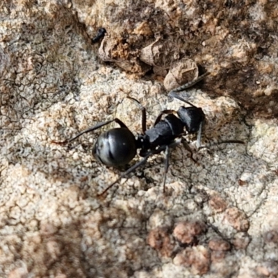 Polyrhachis phryne (A spiny ant) at Kingsdale, NSW - 17 Aug 2024 by trevorpreston