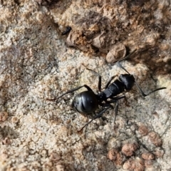 Polyrhachis phryne at Kingsdale, NSW - 17 Aug 2024