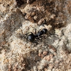 Polyrhachis phryne at Kingsdale, NSW - 17 Aug 2024