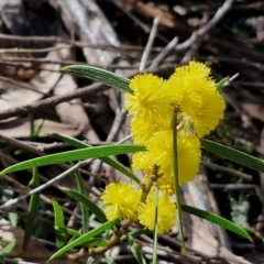 Acacia lanigera var. lanigera (Woolly Wattle, Hairy Wattle) at Kingsdale, NSW - 17 Aug 2024 by trevorpreston