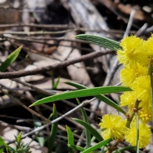 Acacia lanigera var. lanigera at Kingsdale, NSW - 17 Aug 2024