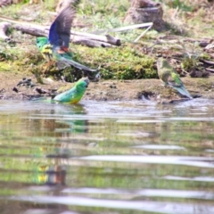 Psephotus haematonotus (Red-rumped Parrot) at Acton, ACT - 16 Aug 2024 by MB