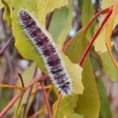 Delias harpalyce (Imperial Jezebel) at Farrer, ACT - 17 Aug 2024 by Mike