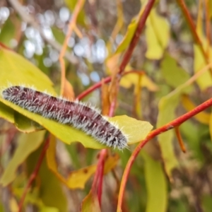 Delias harpalyce at Farrer, ACT - 17 Aug 2024 04:21 PM