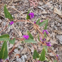 Hardenbergia violacea (False Sarsaparilla) at Farrer, ACT - 17 Aug 2024 by Mike