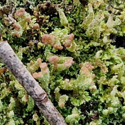 Cladonia sp. (genus) (Cup Lichen) at Kingsdale, NSW - 17 Aug 2024 by trevorpreston