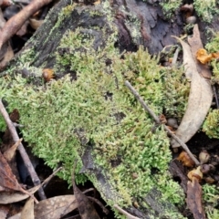 Cladonia sp. (genus) at Kingsdale, NSW - 17 Aug 2024