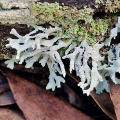 Unverified Lichen at Kingsdale, NSW - 17 Aug 2024 by trevorpreston