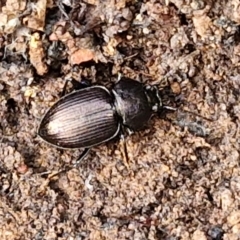 Adelium sp. (genus) (Adelium darkling beetle) at Kingsdale, NSW - 17 Aug 2024 by trevorpreston