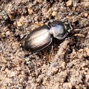 Adelium sp. (genus) at Kingsdale, NSW - 17 Aug 2024