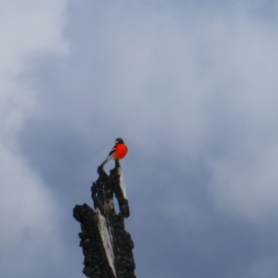 Petroica phoenicea (Flame Robin) at Kiandra, NSW - 15 Aug 2024 by MB