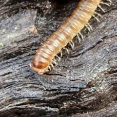 Paradoxosomatidae sp. (family) (Millipede) at Kingsdale, NSW - 17 Aug 2024 by trevorpreston