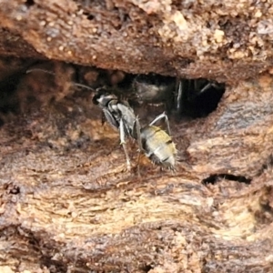 Camponotus aeneopilosus at Kingsdale, NSW - 17 Aug 2024