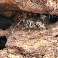 Camponotus aeneopilosus at Kingsdale, NSW - 17 Aug 2024