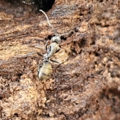 Camponotus aeneopilosus at Kingsdale, NSW - 17 Aug 2024