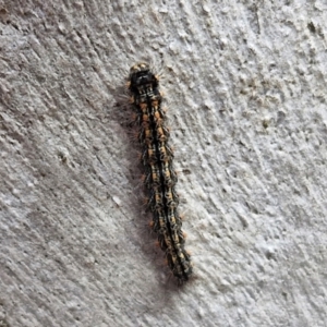 Anestia (genus) at Kingsdale, NSW - 17 Aug 2024