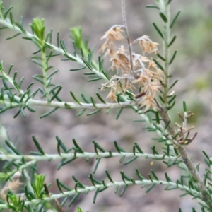 Cassinia sifton at Kingsdale, NSW - 17 Aug 2024