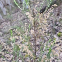 Cassinia sifton at Kingsdale, NSW - 17 Aug 2024 10:49 AM