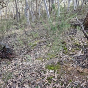 Cassinia sifton at Kingsdale, NSW - 17 Aug 2024 10:49 AM