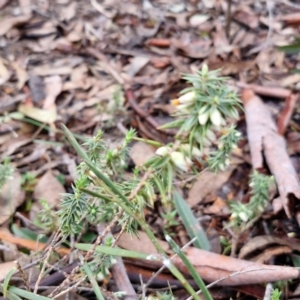 Melichrus urceolatus at Kingsdale, NSW - 17 Aug 2024