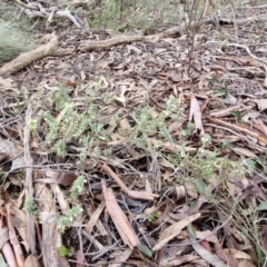 Melichrus urceolatus at Kingsdale, NSW - 17 Aug 2024