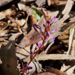 Hardenbergia violacea (False Sarsaparilla) at Kingsdale, NSW - 17 Aug 2024 by trevorpreston