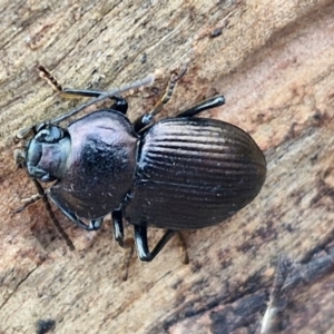 Adelium subdepressum at Kingsdale, NSW - 17 Aug 2024