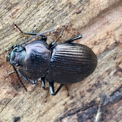 Adelium subdepressum (Darkling Beetle) at Kingsdale, NSW - 17 Aug 2024 by trevorpreston