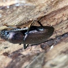 Adelium subdepressum at Kingsdale, NSW - 17 Aug 2024