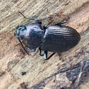 Adelium subdepressum at Kingsdale, NSW - 17 Aug 2024