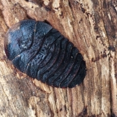 Laxta sp. (genus) (Bark cockroach) at Kingsdale, NSW - 17 Aug 2024 by trevorpreston