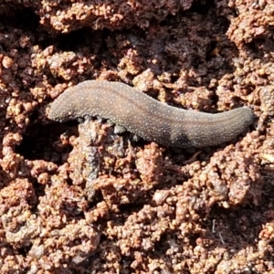 Euperipatoides sp. at Kingsdale, NSW - 17 Aug 2024