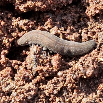 Euperipatoides sp. at Kingsdale, NSW - 17 Aug 2024 by trevorpreston