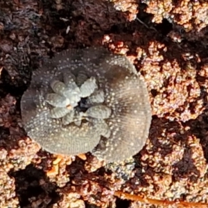 Euperipatoides sp. at Kingsdale, NSW - 17 Aug 2024