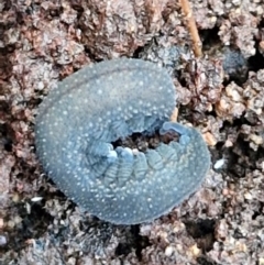 Euperipatoides sp. at Kingsdale, NSW - 17 Aug 2024 10:40 AM