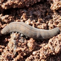 Euperipatoides sp. at Kingsdale, NSW - 17 Aug 2024 10:40 AM