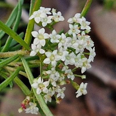 Platysace ericoides at Kingsdale, NSW - 17 Aug 2024 by trevorpreston