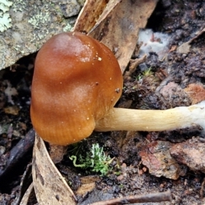 Cortinarius sp. at Kingsdale, NSW - 17 Aug 2024