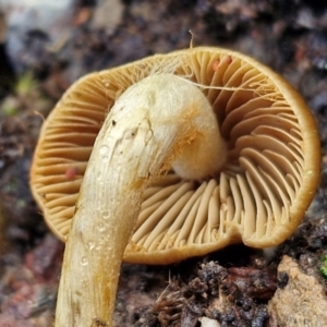 Cortinarius sp. at Kingsdale, NSW - 17 Aug 2024