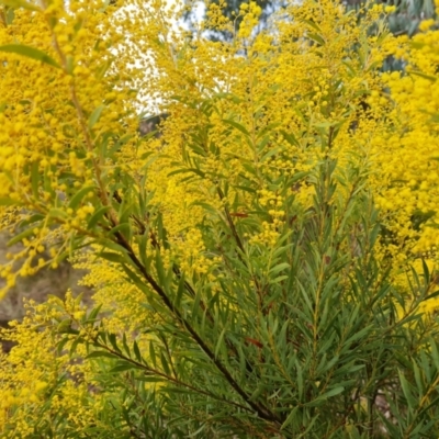 Acacia (genus) (A Wattle) at Farrer, ACT - 17 Aug 2024 by Mike