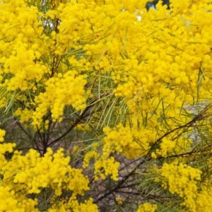 Acacia boormanii at Farrer, ACT - 17 Aug 2024 04:31 PM