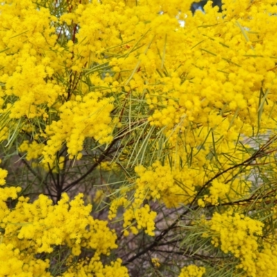 Acacia boormanii (Snowy River Wattle) at Farrer, ACT - 17 Aug 2024 by Mike